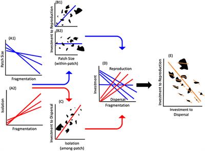 When Landscape Ecology Meets Physiology: Effects of Habitat Fragmentation on Resource Allocation Trade-Offs